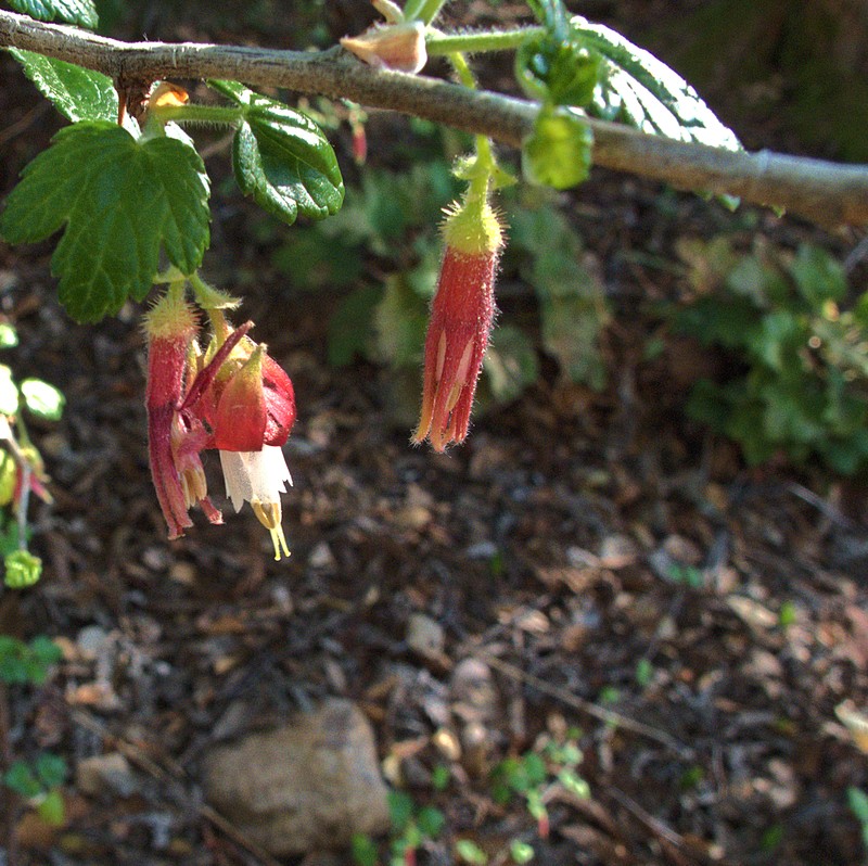 Santa Cruz Gooseberry photo 5
