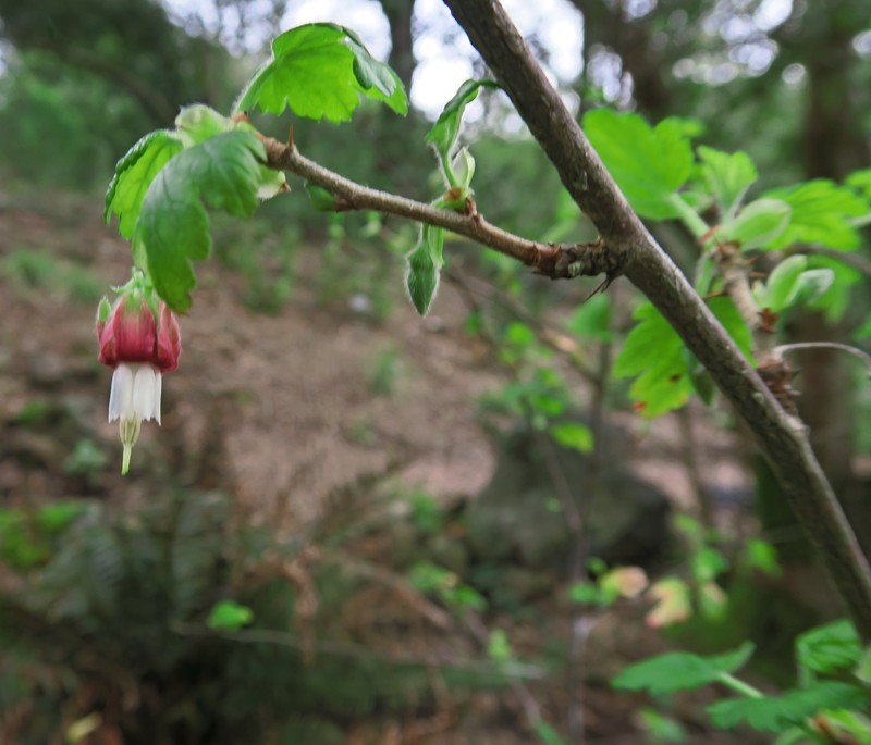 Santa Cruz Gooseberry photo 6