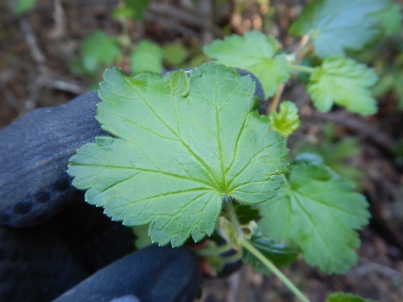 Santa Cruz Gooseberry photo 3