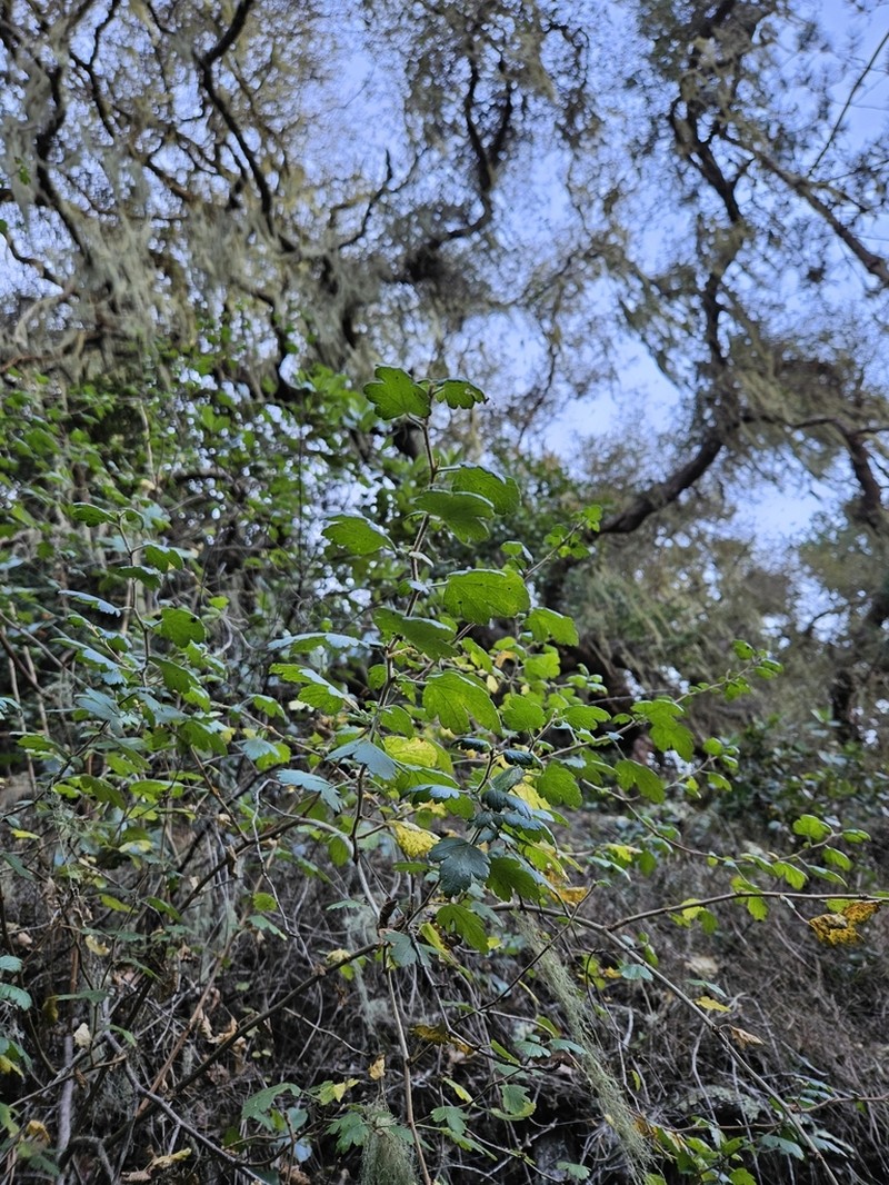 Santa Cruz Gooseberry photo 5