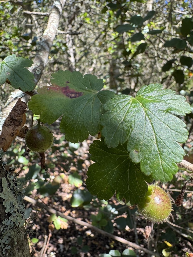 Santa Cruz Gooseberry photo 6