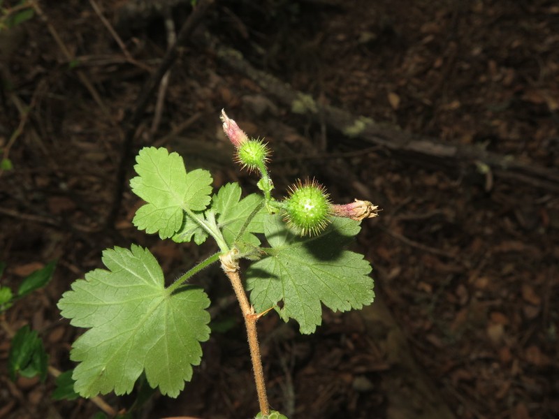 Santa Cruz Gooseberry photo 7