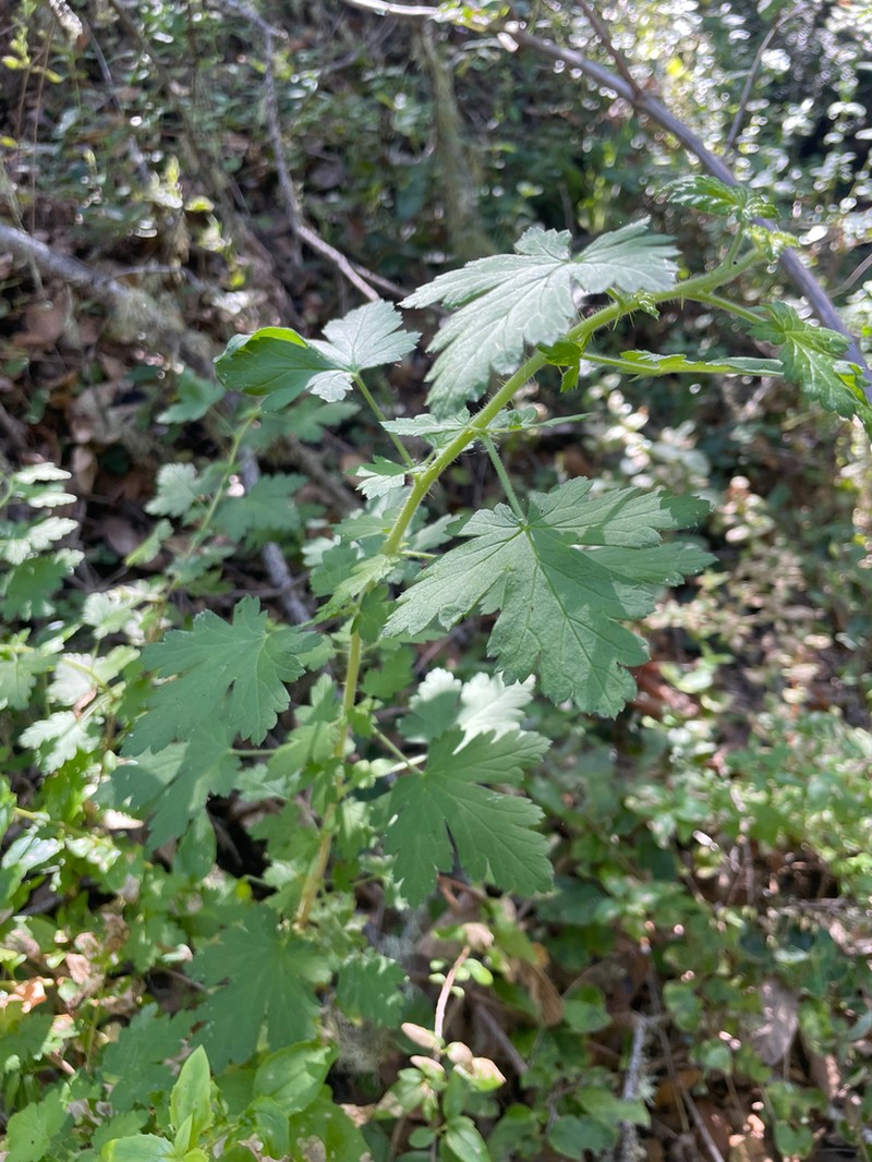 Santa Cruz Gooseberry photo 8