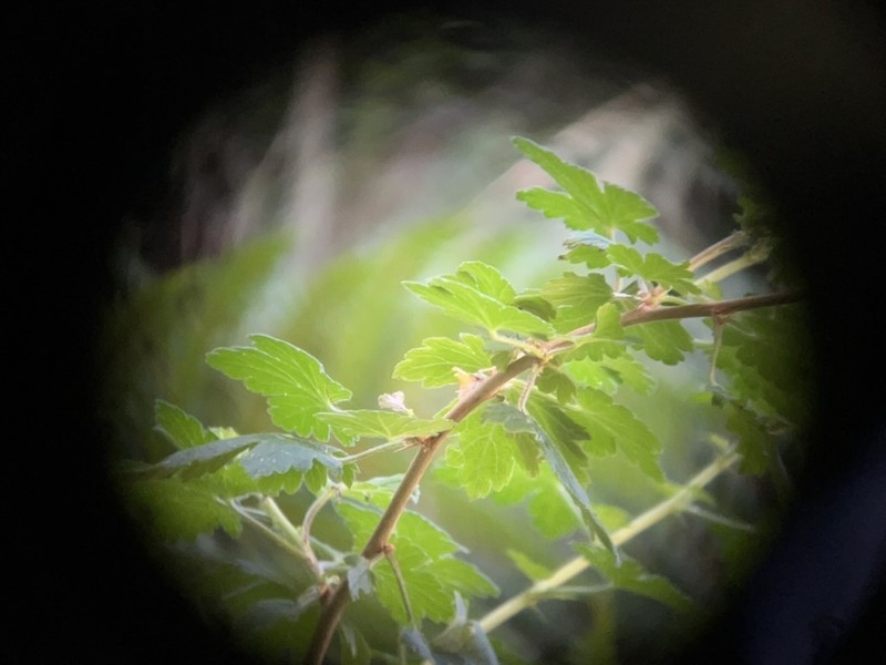 Santa Cruz Gooseberry photo 9