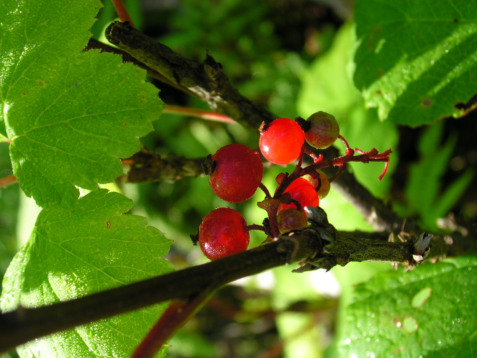 Red Currant photo 5