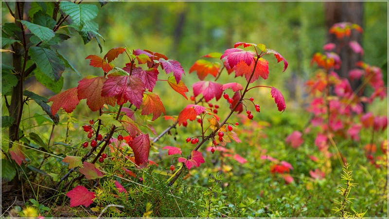 Red Currant photo 2