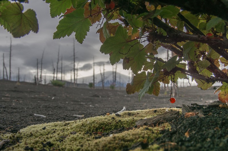 Red Currant photo 3