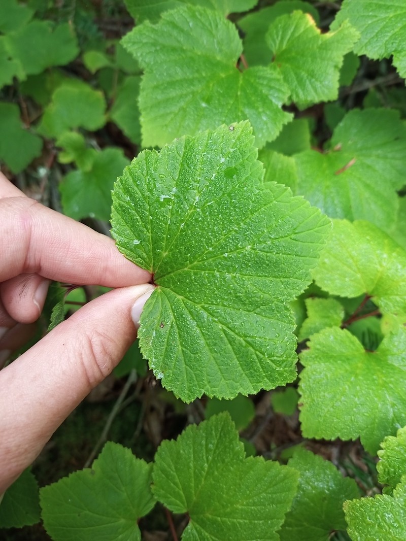 Red Currant photo 5