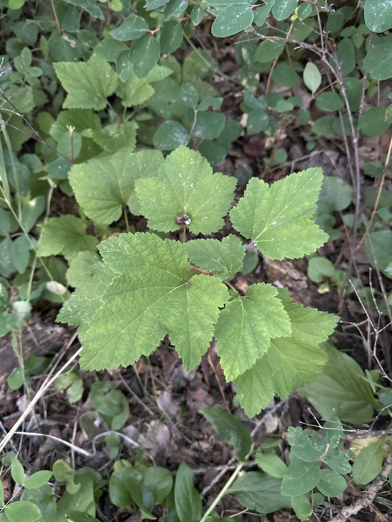 Red Currant photo 6