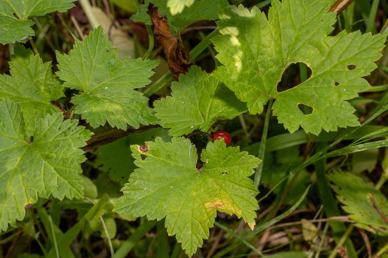 Red Currant photo 7