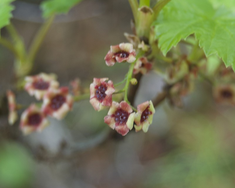 Red Currant photo 8