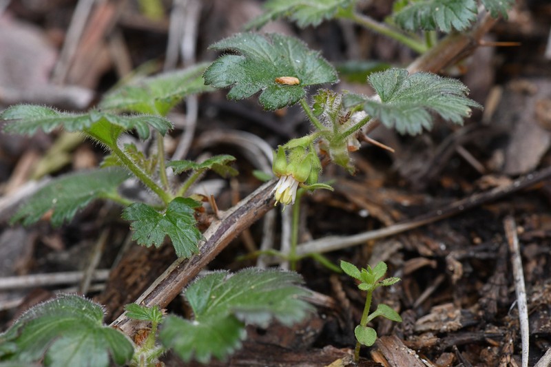 Tulare Gooseberry