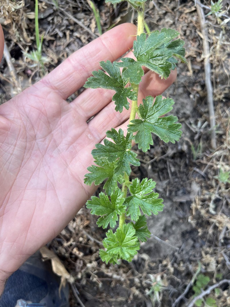 Tulare Gooseberry photo 2
