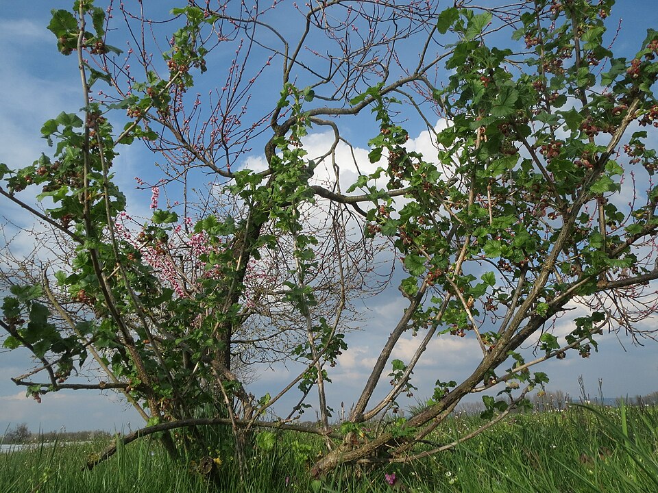 European Gooseberry photo 4