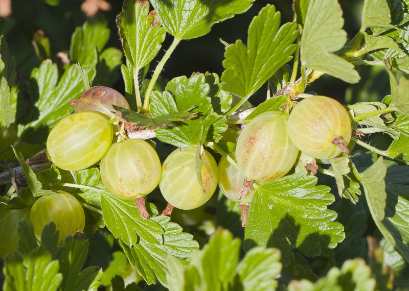European Gooseberry photo 2