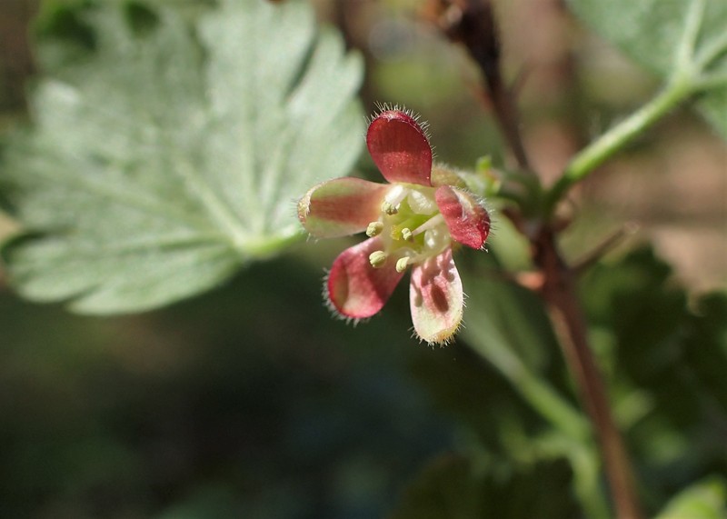 European Gooseberry