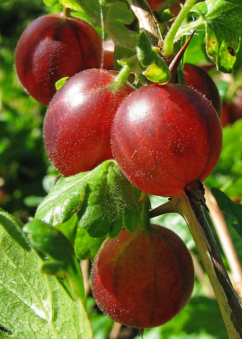 European Gooseberry photo 3