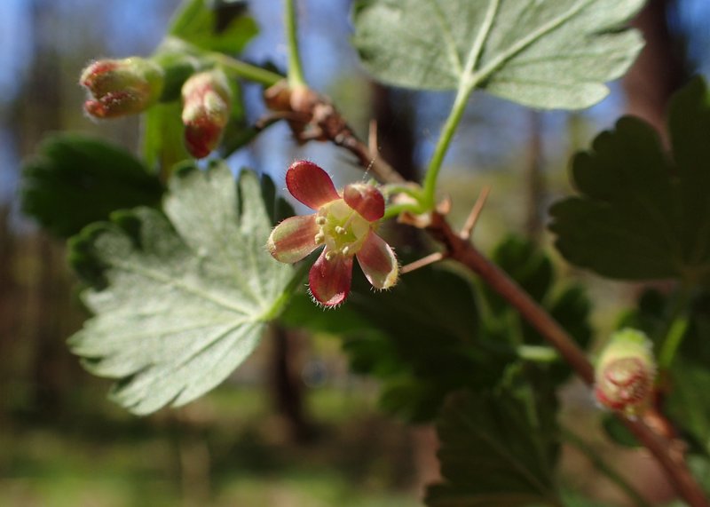 European Gooseberry photo 5