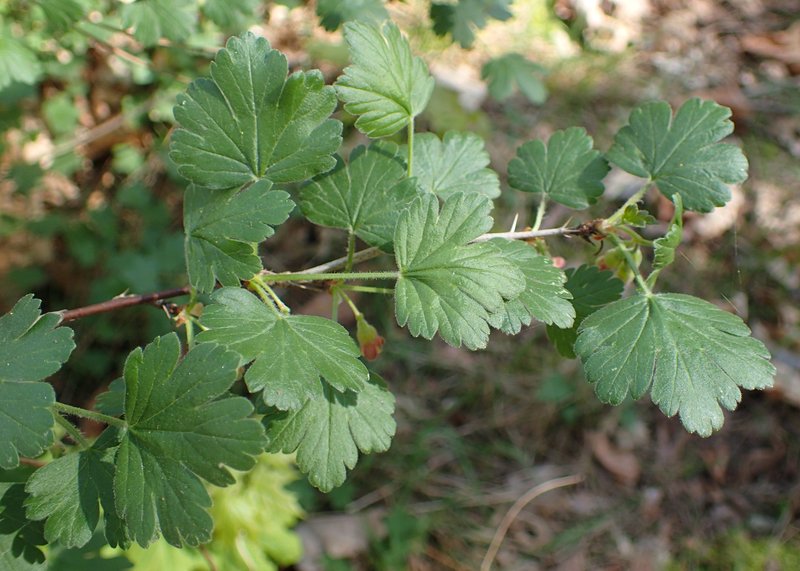 European Gooseberry photo 6