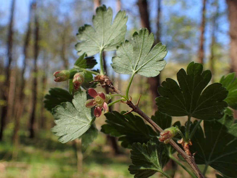 European Gooseberry photo 7