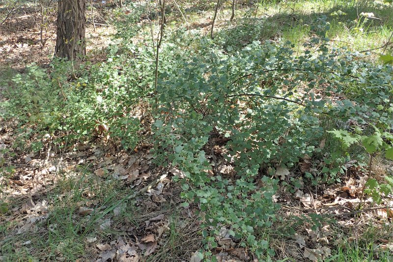 European Gooseberry photo 8