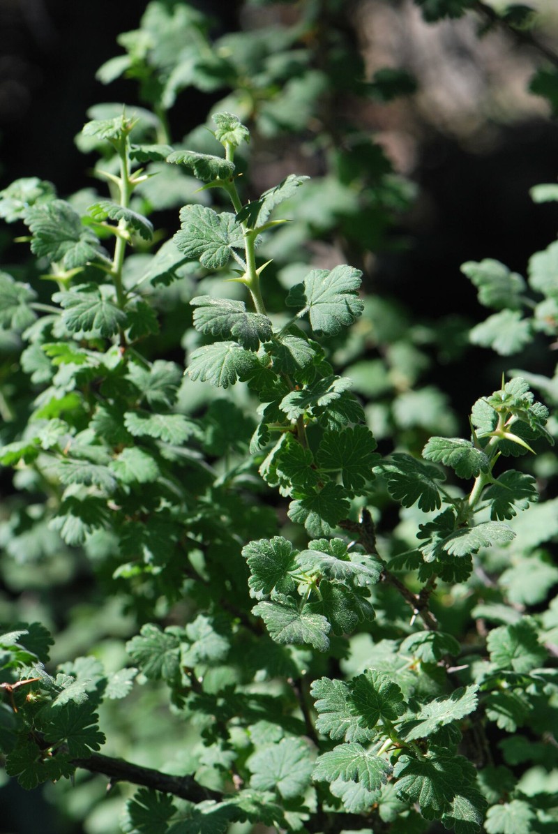 Ribes uva-crispa subsp. austroeuropaeum