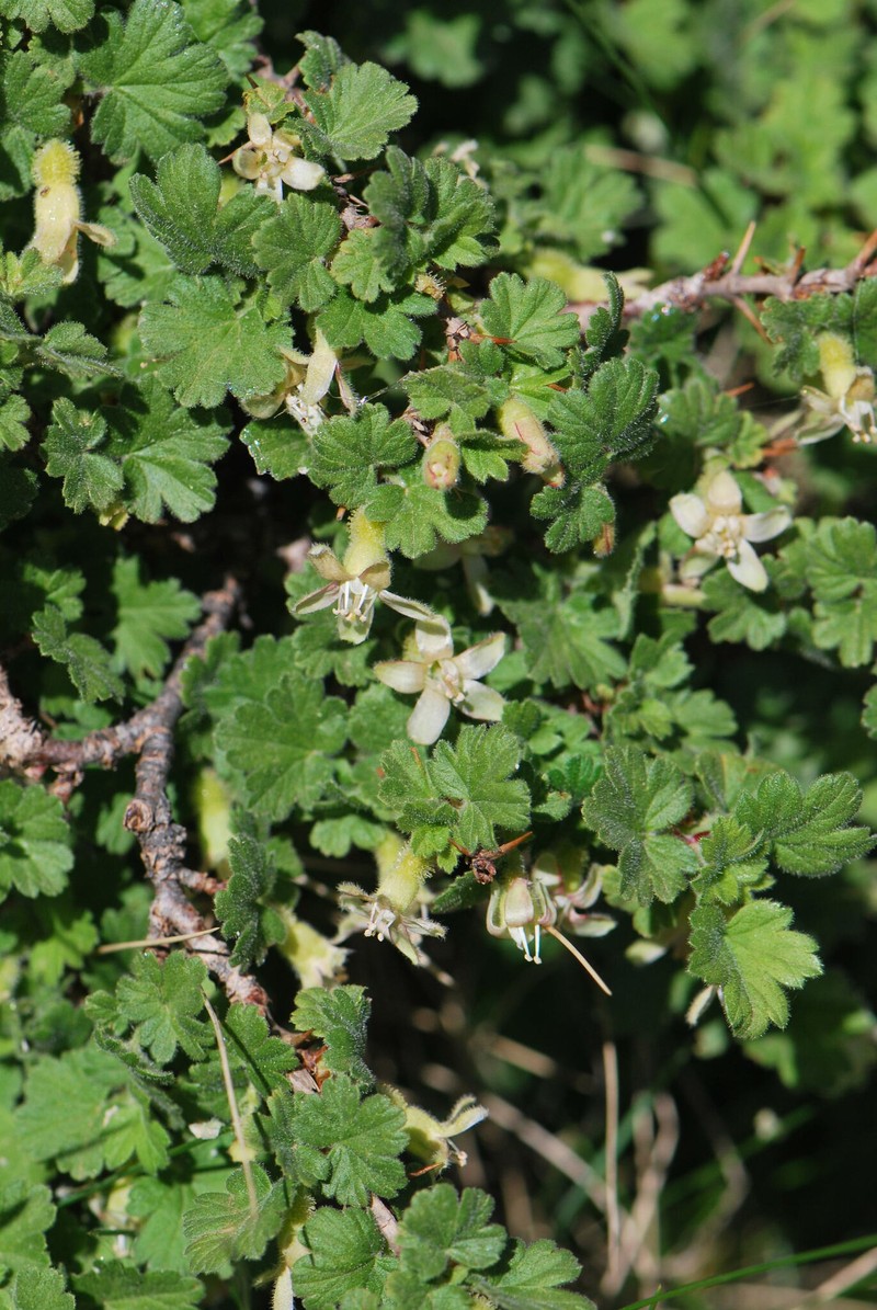Ribes uva-crispa subsp. austroeuropaeum photo 2
