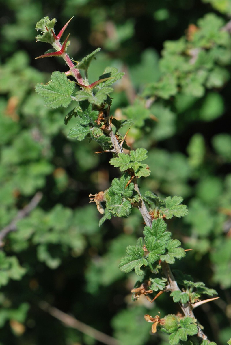 Ribes uva-crispa subsp. austroeuropaeum photo 3