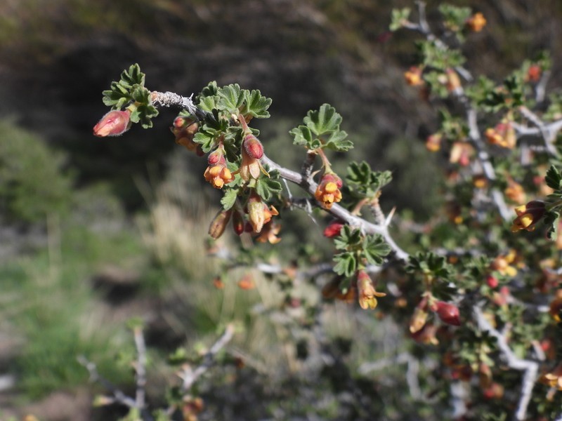 Desert Gooseberry photo 2