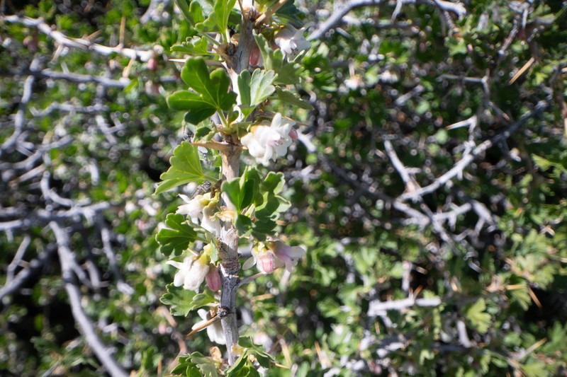 Desert Gooseberry photo 3
