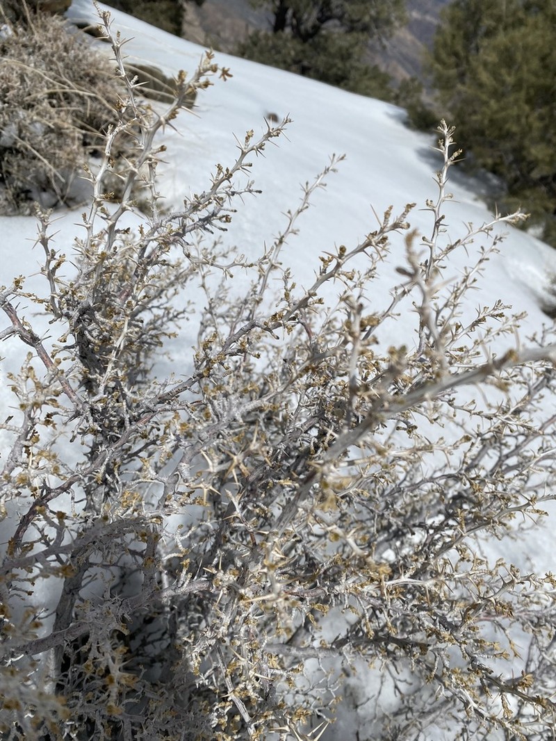 Desert Gooseberry photo 4