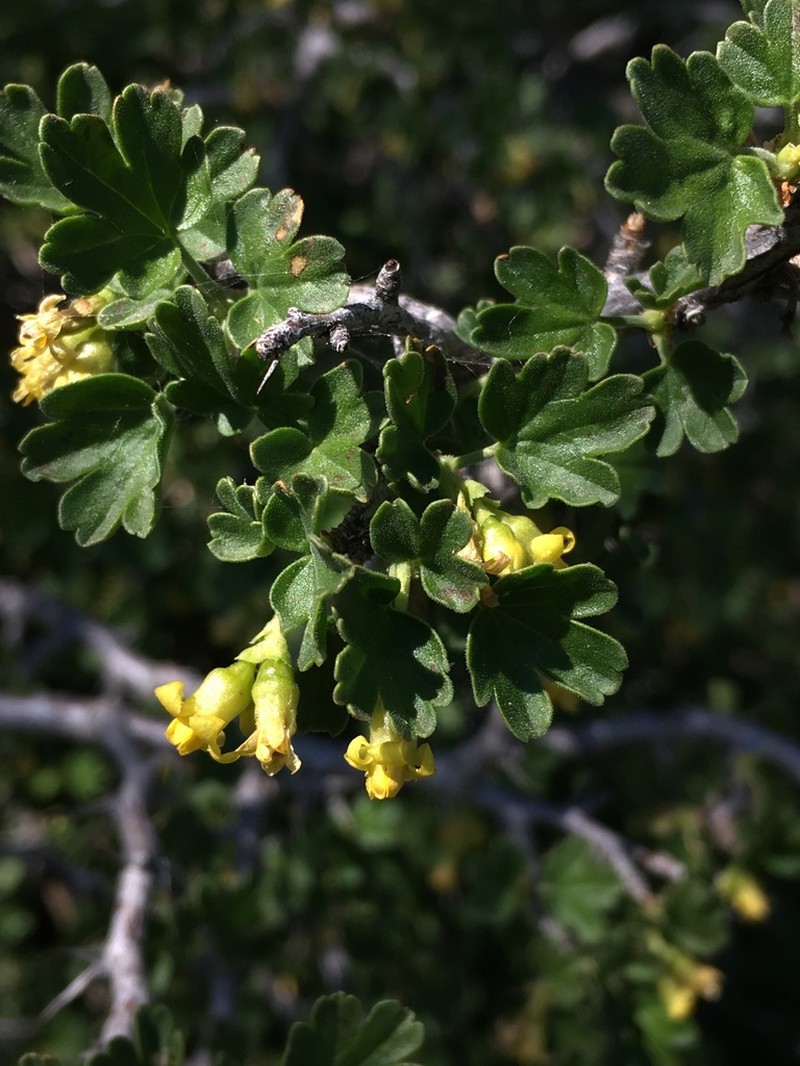 Desert Gooseberry photo 5