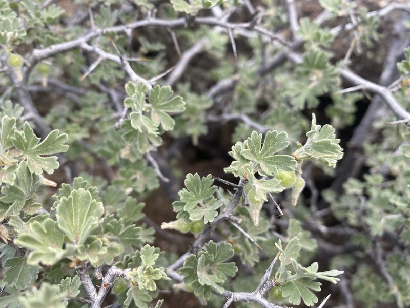 Desert Gooseberry photo 6