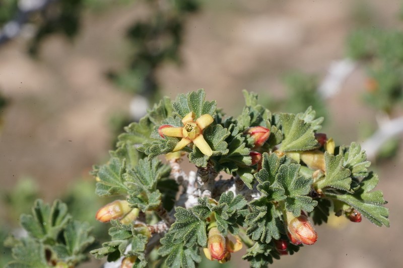 Desert Gooseberry photo 7