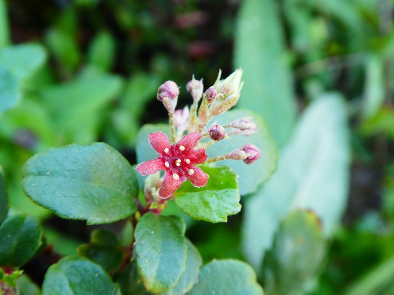 Island Gooseberry photo 5