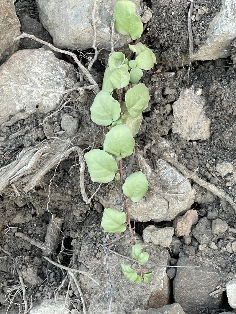 Island Gooseberry photo 6