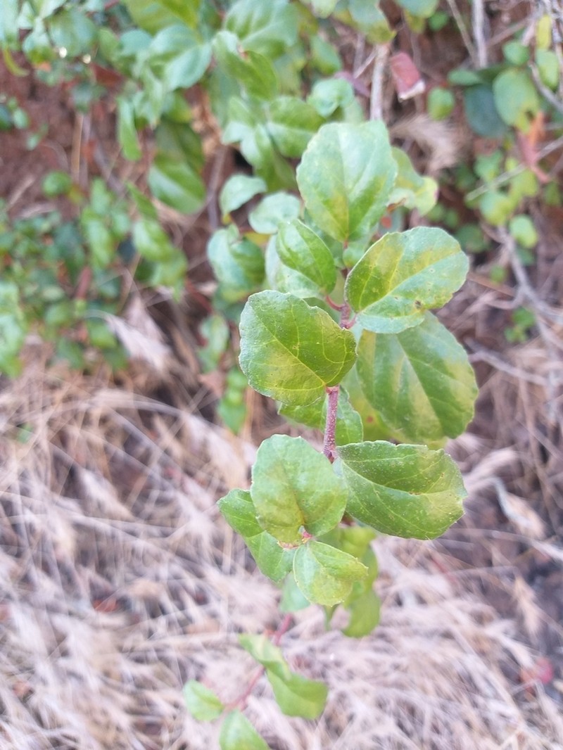 Island Gooseberry photo 7
