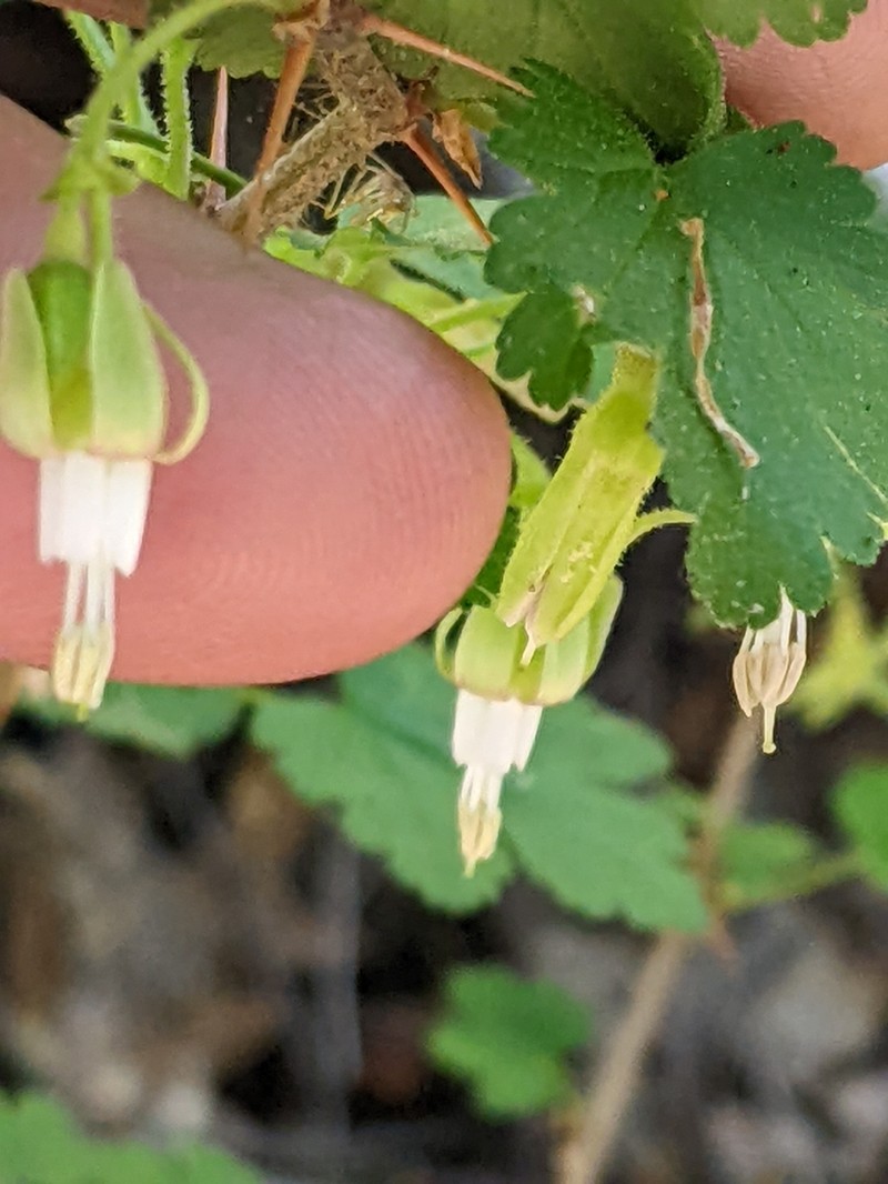Victor's Gooseberry