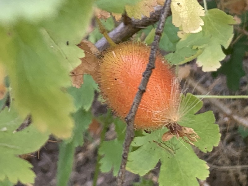 Victor's Gooseberry photo 2