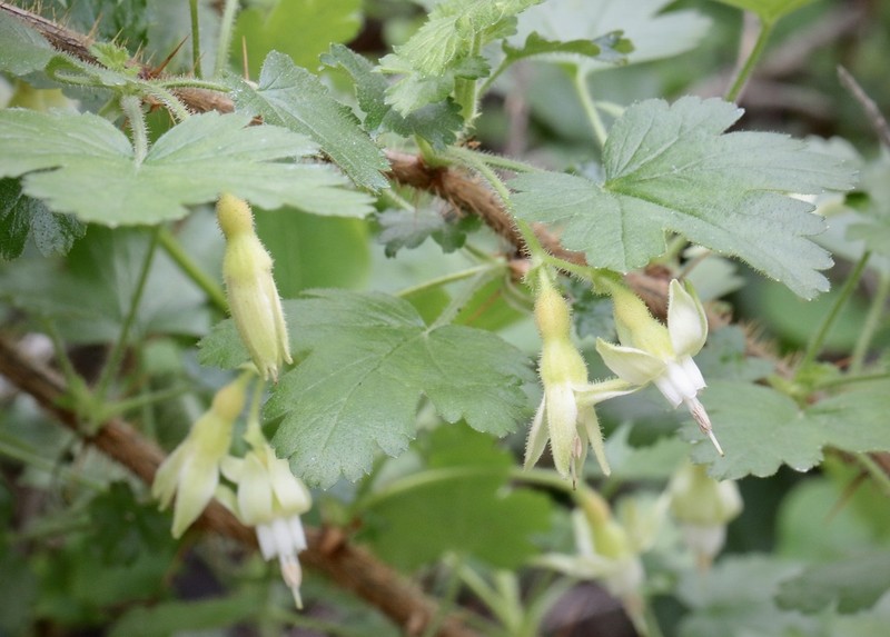 Victor's Gooseberry photo 3