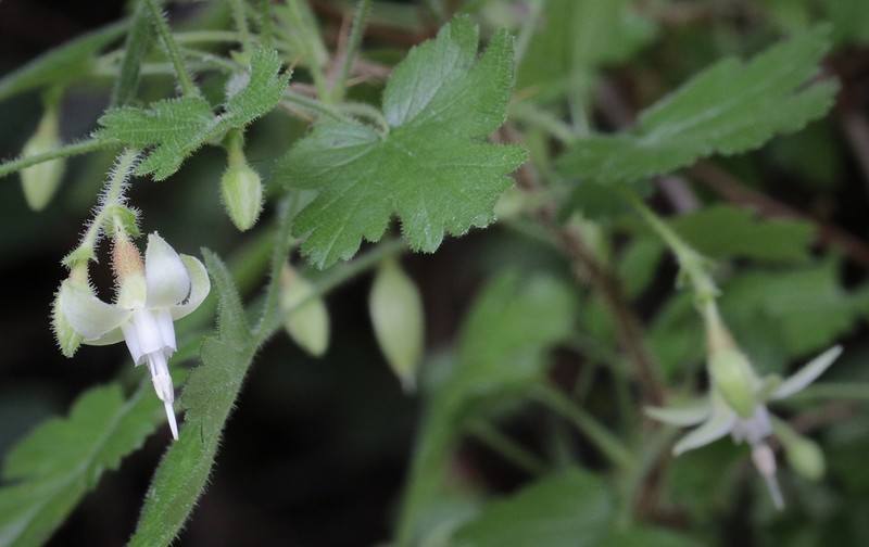 Victor's Gooseberry photo 4
