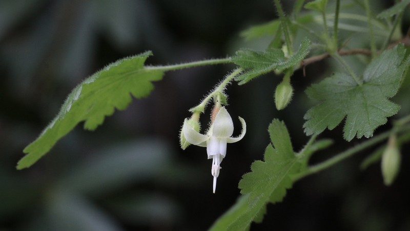 Victor's Gooseberry photo 5