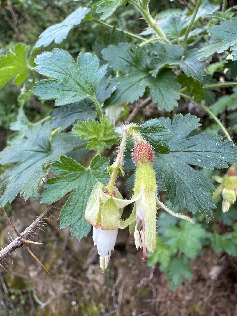 Victor's Gooseberry photo 6