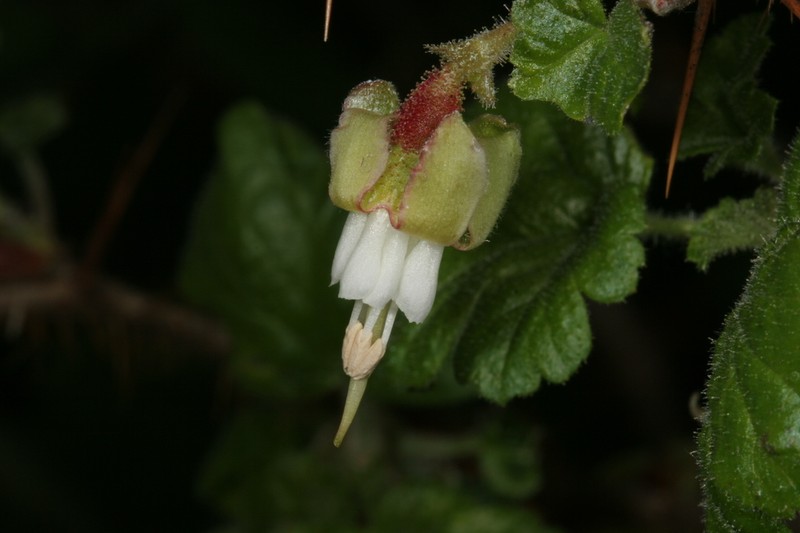 Victor's Gooseberry photo 7
