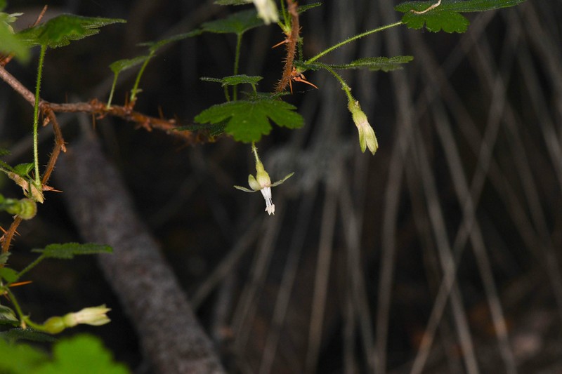 Victor's Gooseberry photo 8