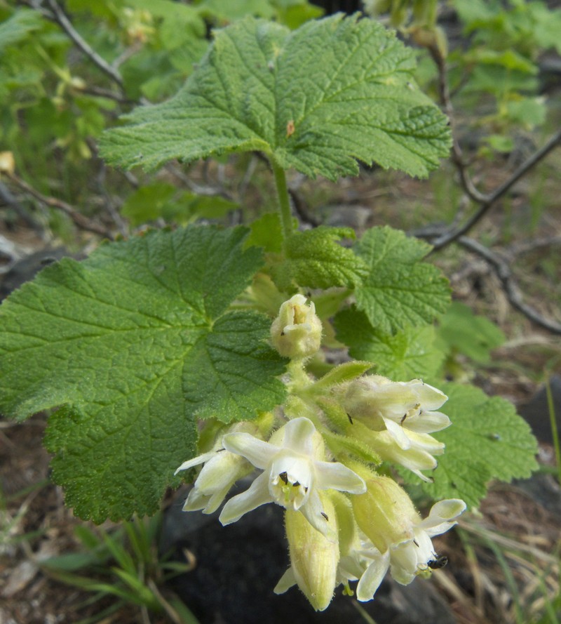 Sticky Currant photo 3