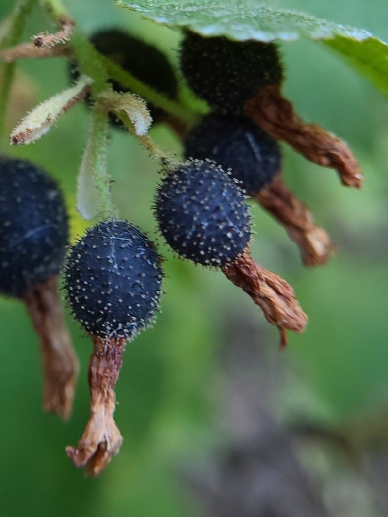 Sticky Currant photo 4