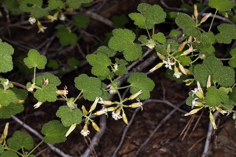 Sticky Currant photo 3