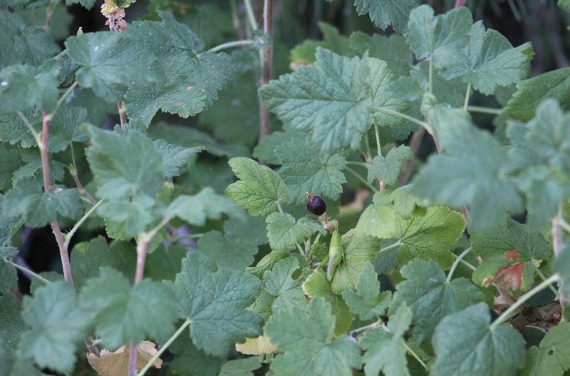 Sticky Currant photo 4