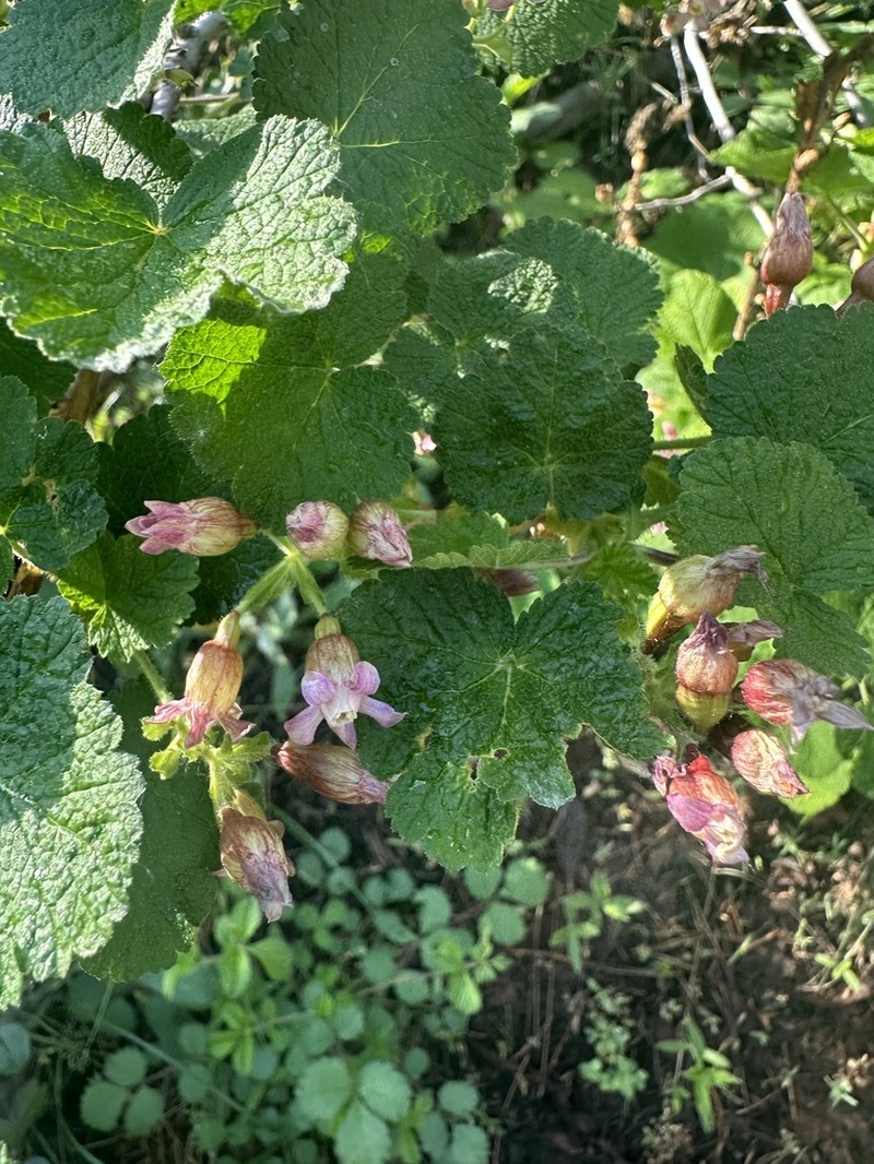 Sticky Currant photo 5